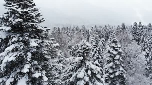 Una vista aerea mozzafiato bassa sorvolando una foresta mista e alti pini innevati oltre rami nella neve. Foresta invernale durante la nevicata 4k — Video Stock