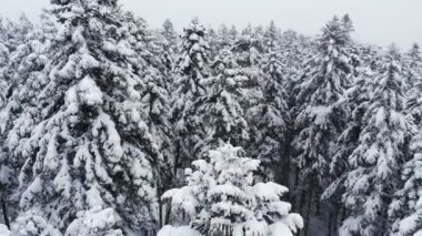 Karmaşık bir ormanın üzerinde süzülen nefes kesici alçak hava manzarası ve karda dalların arasından geçen uzun karlı çam ağaçları. 4k kar yağışı sırasında kış ormanı