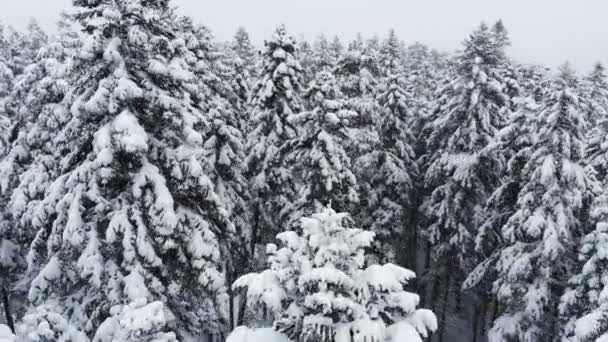 Захватывающий вид с воздуха, пролетающий над смешанным лесом и высокими заснеженными соснами мимо ветвей в снегу. Зимний лес во время снегопада 4k — стоковое видео