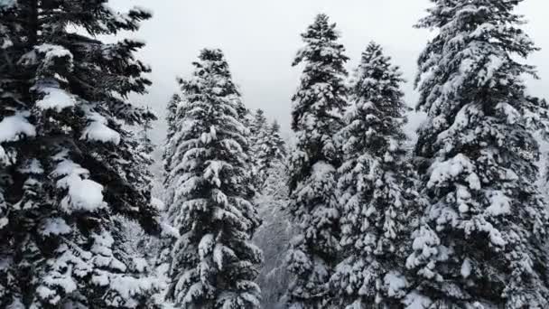 Una impresionante vista aérea baja volando sobre un bosque mixto y altos pinos nevados pasando por ramas en la nieve. Bosque de invierno durante las nevadas 4k — Vídeo de stock