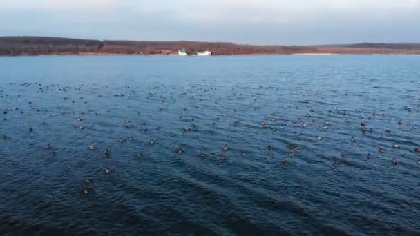 Vue aérienne d'un groupe de colverts nageant paisiblement dans un grand lac. Canards sauvages in vivo nature libre