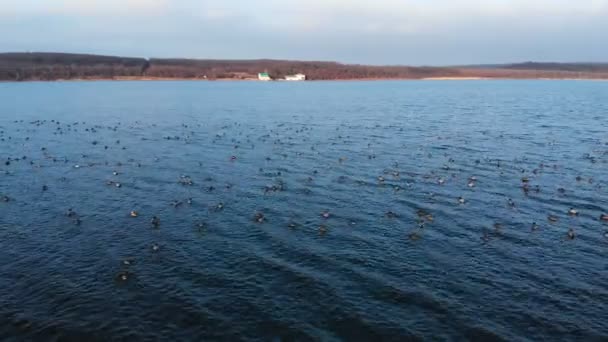Vzdušný pohled na skupinu divokých kachen, která mírumilovně plave ve velkém jezeře. Divoké kachny in vivo volné přírody — Stock video