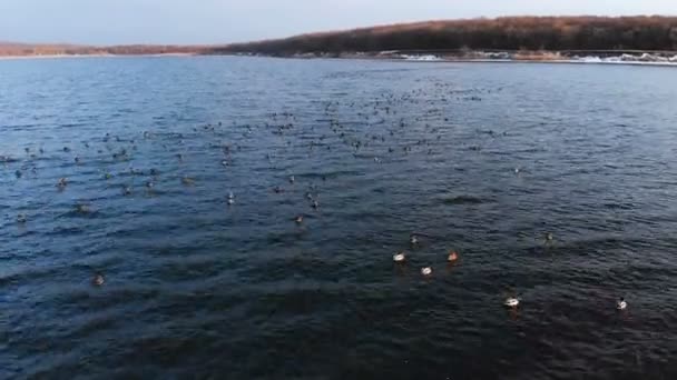 Vue aérienne d'un groupe de colverts nageant paisiblement dans un grand lac. Canards sauvages in vivo nature libre
