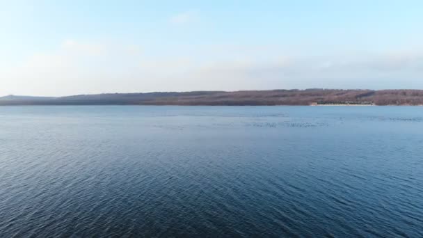 Вид с воздуха на группу уток-крякв, мирно плавающих в большом озере. Дикие утки на природе — стоковое видео