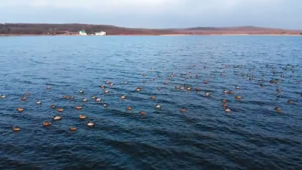 大きな湖で静かに泳いでマガモのアヒルのグループの空中ビュー。野生のアヒルでvivoフリー自然 — ストック動画