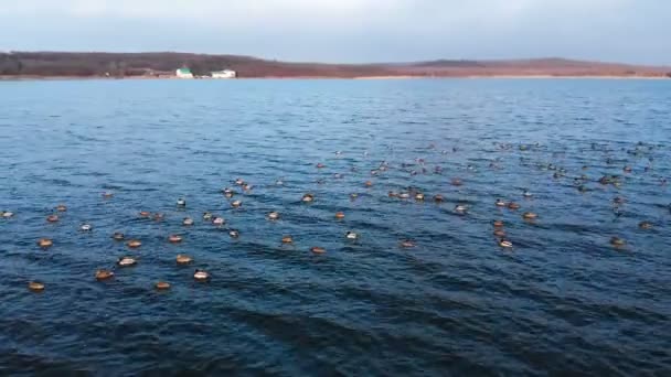 Vue aérienne d'un groupe de colverts nageant paisiblement dans un grand lac. Canards sauvages in vivo nature libre