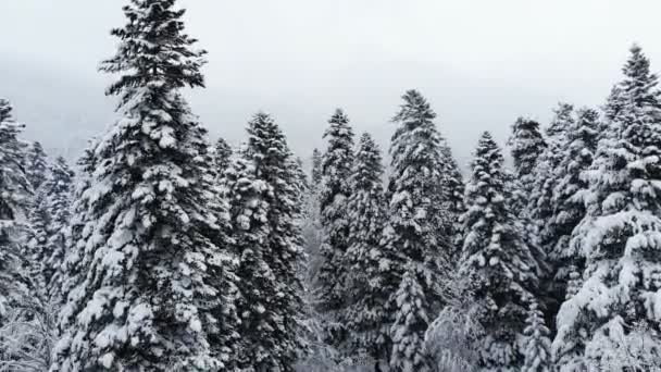 Una impresionante vista aérea baja volando sobre un bosque mixto y altos pinos nevados pasando por ramas en la nieve. Bosque de invierno durante las nevadas 4k — Vídeo de stock