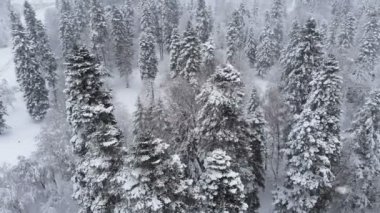 Kar yağışı kozalaklı dağ ormanlarında karlı bir kış ormanının havadan görünüşü. Kış arkaplanı ileri parallaks etkisi ve gerçek kar yağışı