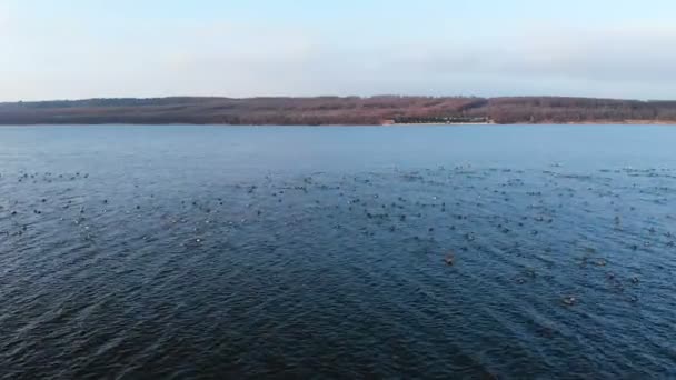 Vue aérienne d'un groupe de colverts nageant paisiblement et décollant dans un grand lac. Les canards sauvages volent in vivo dans la nature