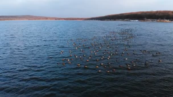 Vue aérienne d'un groupe de colverts nageant paisiblement dans un grand lac. Canards sauvages in vivo nature libre