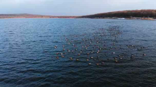 Vue aérienne d'un groupe de colverts nageant paisiblement dans un grand lac. Canards sauvages in vivo nature libre — Video