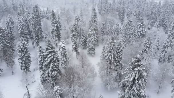 Vista aerea di una foresta invernale nevosa durante una nevicata foreste di montagna di conifere. Sfondo invernale con effetto parallasse in avanti e nevicata reale — Video Stock