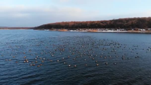 Uma vista aérea de um grupo de patos-reais nadando pacificamente em um grande lago. Patos selvagens in vivo natureza livre — Vídeo de Stock