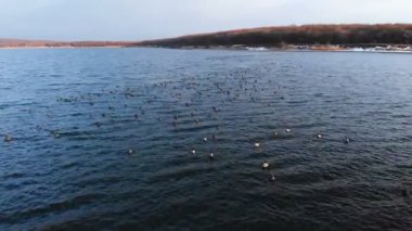 Büyük bir gölde huzur içinde yüzen bir grup yaban ördeği. Vahşi ördekler özgür doğada