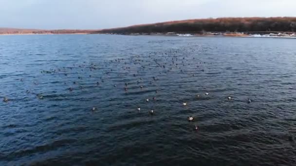 Vue aérienne d'un groupe de colverts nageant paisiblement dans un grand lac. Canards sauvages in vivo nature libre