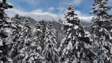 Sabahın erken saatlerinde dağlardaki kozalaklı ormandaki karlı çamların tepelerinde insansız hava aracının kamerasının hava görüntüsü.