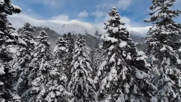 Widok z powietrza zbliżenie kamery drona w pobliżu wierzchołków śnieżnych sosen w lesie iglastym w górach wczesnym rankiem — Wideo stockowe