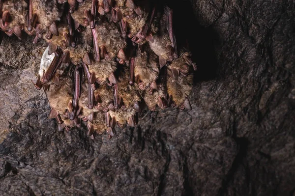 Μια άγρια νυχτερίδα κρέμεται σε ένα όνειρο στο ταβάνι μιας πέτρινης σπηλιάς. Μικρές νυχτερίδες στον Βόρειο Καύκασο — Φωτογραφία Αρχείου