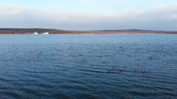 Uma vista aérea de um grupo de patos-reais nadando pacificamente em um grande lago. Patos selvagens in vivo natureza livre — Vídeo de Stock