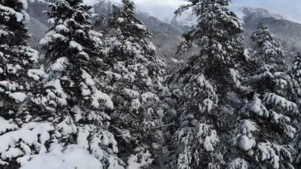 Vista aérea close-up da câmera do drone perto dos topos de pinheiros nevados na floresta conífera nas montanhas no início da manhã — Vídeo de Stock