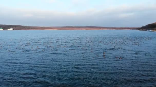 Vue aérienne d'un groupe de colverts nageant paisiblement dans un grand lac. Canards sauvages in vivo nature libre