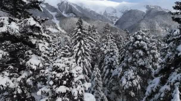 Vue aérienne gros plan de la caméra du drone près du sommet des pins neigeux dans la forêt de conifères dans les montagnes tôt le matin — Video