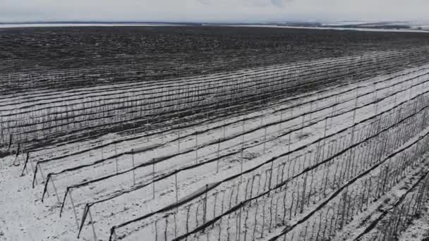 Uma vista aérea de voar sobre pomares de maçã no inverno, enquanto conserva árvores frutíferas sob a neve em um dia nublado. O conceito da estação de inverno da indústria agrícola frutífera — Vídeo de Stock