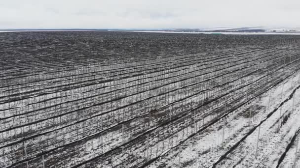 Una vista aérea de volar sobre huertos de manzanas en invierno mientras se conservan árboles frutales bajo la nieve en un día nublado. El concepto de la temporada de invierno de la industria agrícola frutícola — Vídeo de stock