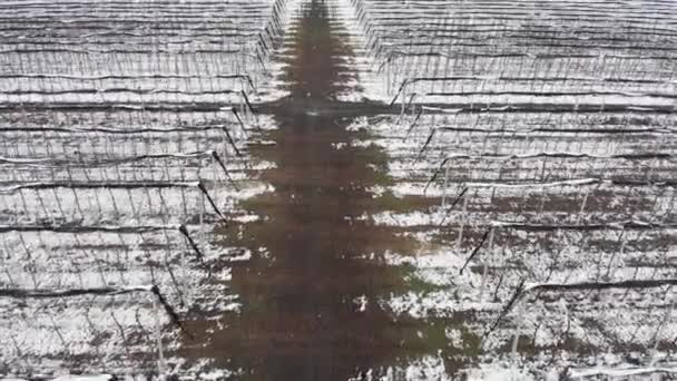 En flygbild av att flyga över äppelodlingar på vintern och samtidigt bevara fruktbärande träd under snön en molnig dag. Begreppet "den fruktbärande jordbrukets vintersäsong" — Stockvideo