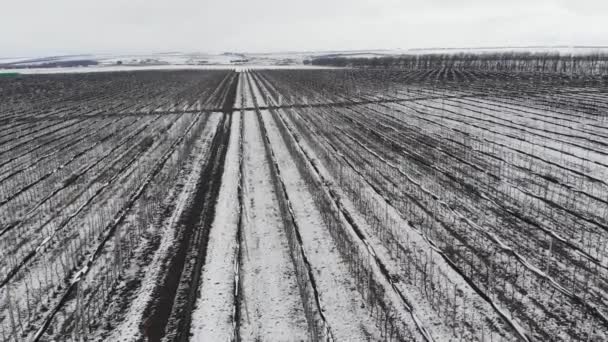 Letecký pohled na létání nad jablečnými sady v zimě při zachování ovocných stromů pod sněhem za oblačného dne. Koncept zimního období ovocnářského zemědělského průmyslu — Stock video