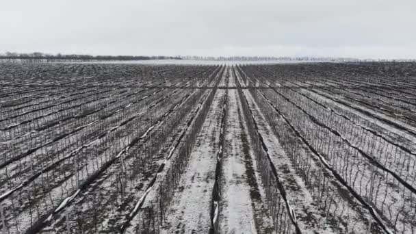 Una vista aérea de volar sobre huertos de manzanas en invierno mientras se conservan árboles frutales bajo la nieve en un día nublado. El concepto de la temporada de invierno de la industria agrícola frutícola — Vídeo de stock