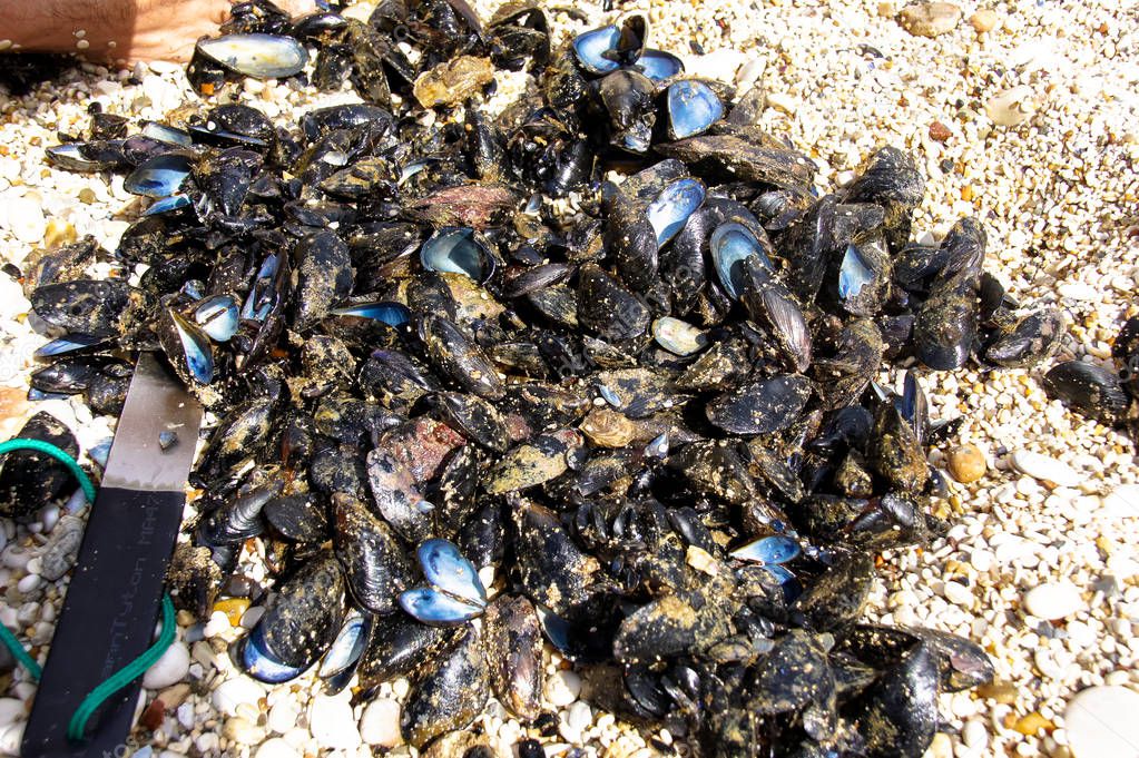 Seafood mussels fished from the Adriatic in Italy. Marche Region, near Ancona.