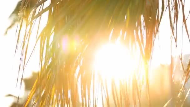 Palm Tree In The Sun — Stock Video