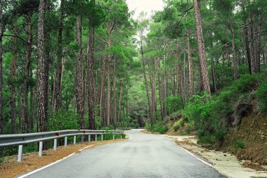 Güzel yeşil Troodos orman yolu Kıbrıs 