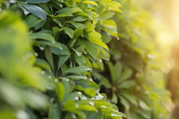 Nouvelles Feuilles Vertes Fraîches Poussant Sur Une Plante Extérieur — Photo