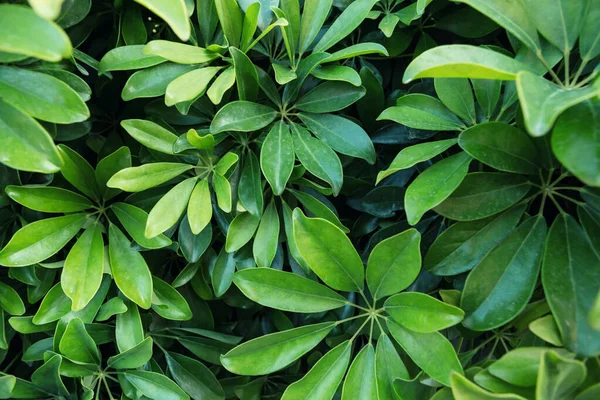 Nouvelles Feuilles Vertes Fraîches Poussant Sur Une Plante Extérieur Images De Stock Libres De Droits