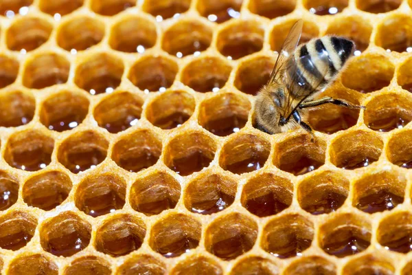 Bee op honingraten — Stockfoto