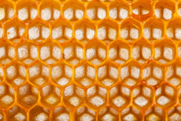 Pente de mel de abelha hexágono — Fotografia de Stock
