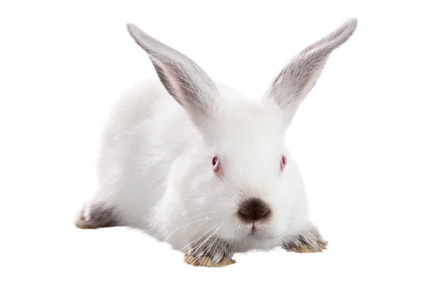 Witte pluizige konijn — Stockfoto