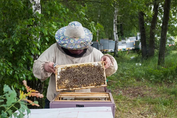 Apicultor inspeciona abelhas — Fotografia de Stock