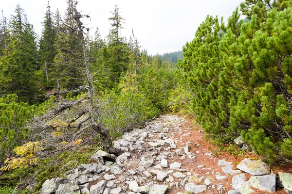 Road in the mountains — Stock Photo, Image