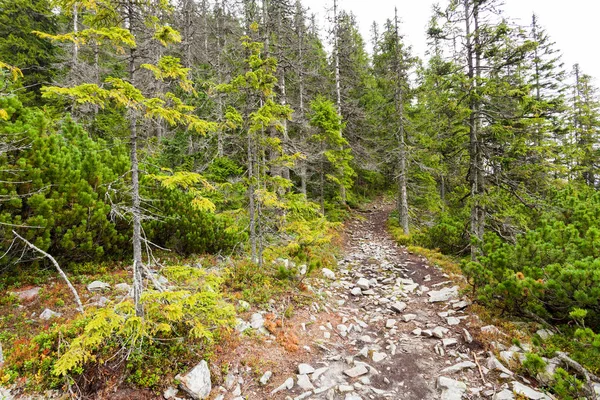 Road in the mountains — Stock Photo, Image