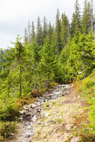 Road in the mountains — Stock Photo, Image