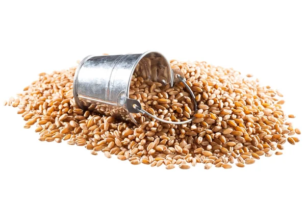Pšenice v kbelíku — Stock fotografie