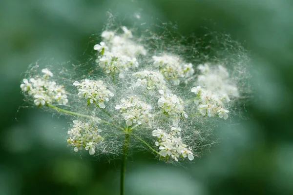 Pappelflaum auf einer Blume — Stockfoto