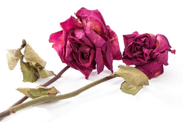 Dried Rose Isolated White Background Dead Flower — Stock Photo, Image
