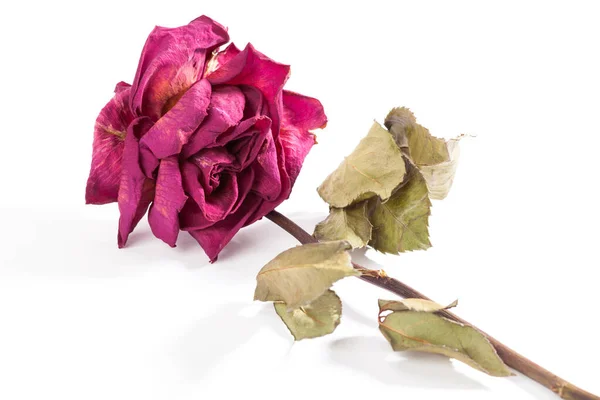 Dried Rose Isolated White Background Dead Flower — Stock Photo, Image