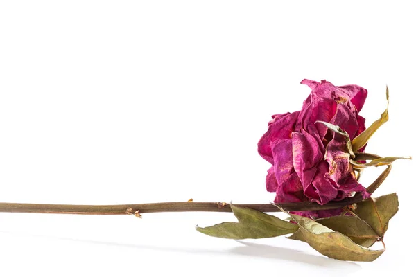Rose Séchée Isolée Sur Fond Blanc Fleur Morte — Photo