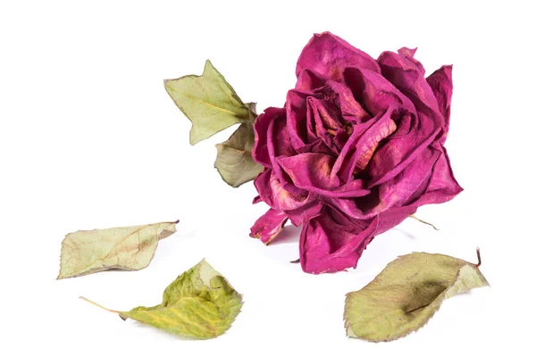 Rosa Seca Fundo Branco Flor Morta — Fotografia de Stock