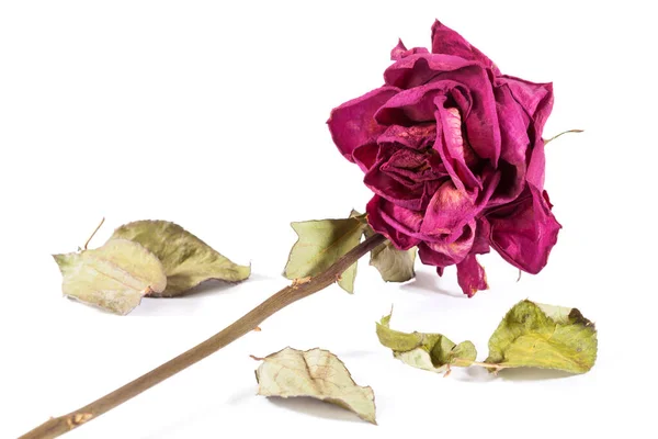 Αποξηραμένο Τριαντάφυλλο Απομονωμένο Λευκό Φόντο Νεκρό Λουλούδι Φωτογραφία Αρχείου
